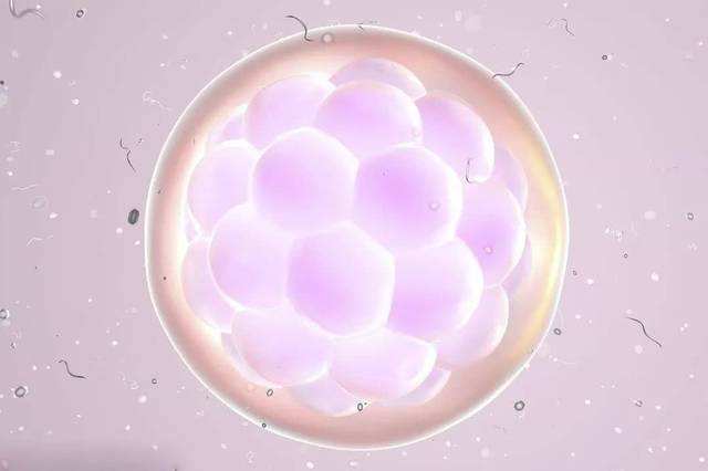 IVF,囊胚