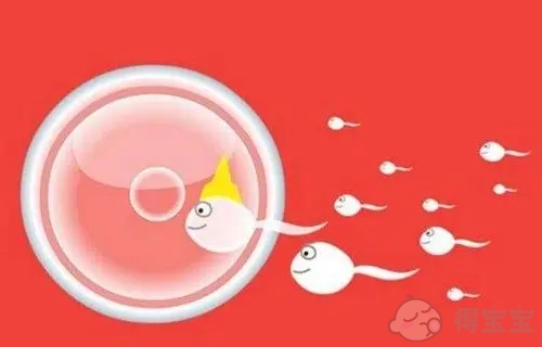 捐卵试管婴儿与子宫内膜有什么关系？捐卵试管婴儿是否取决于子宫内膜？